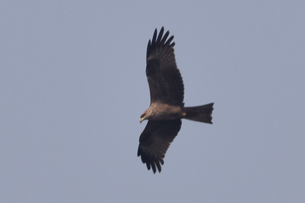 Black Kite - ML287665701