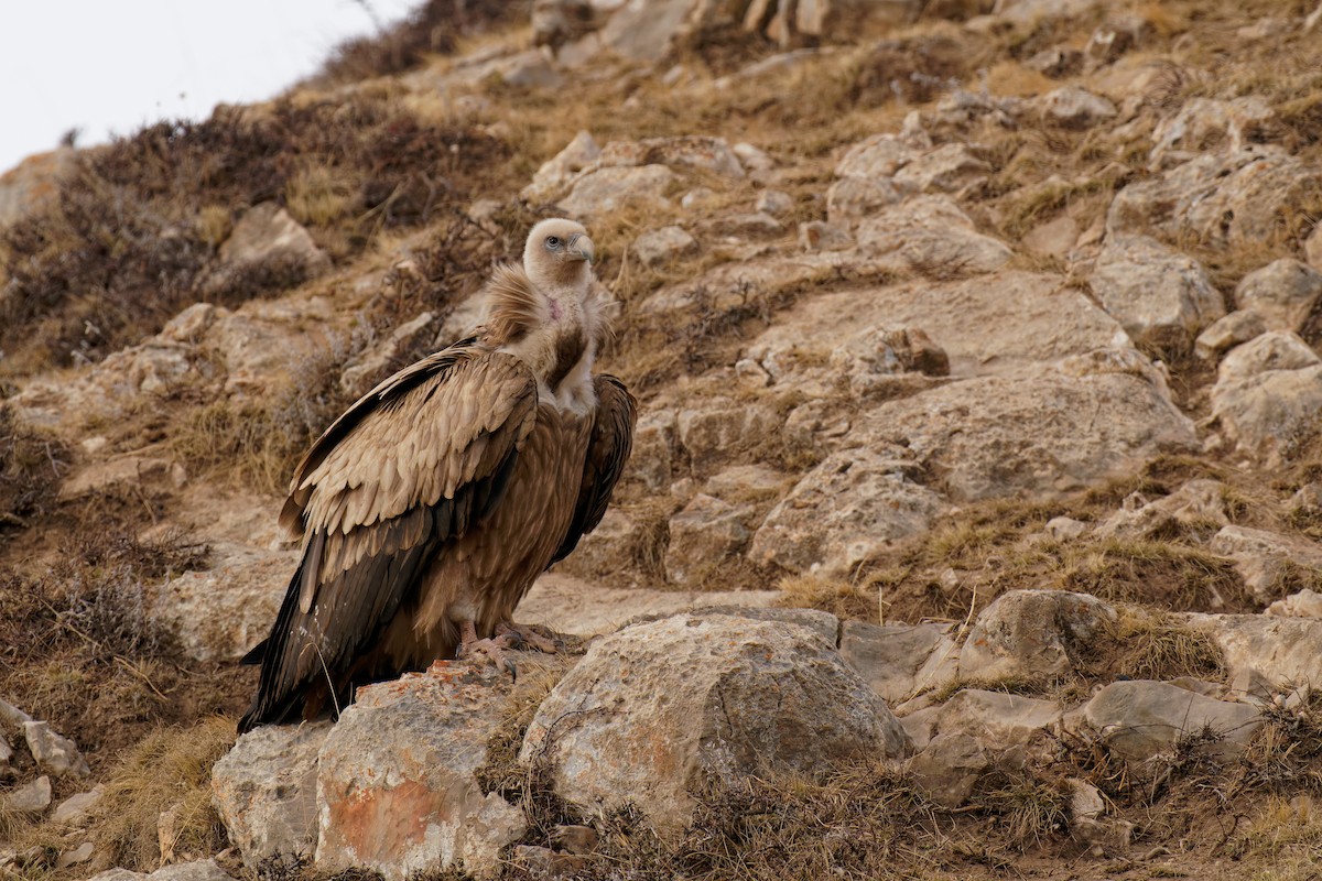 Himalayan Griffon - ML287666031