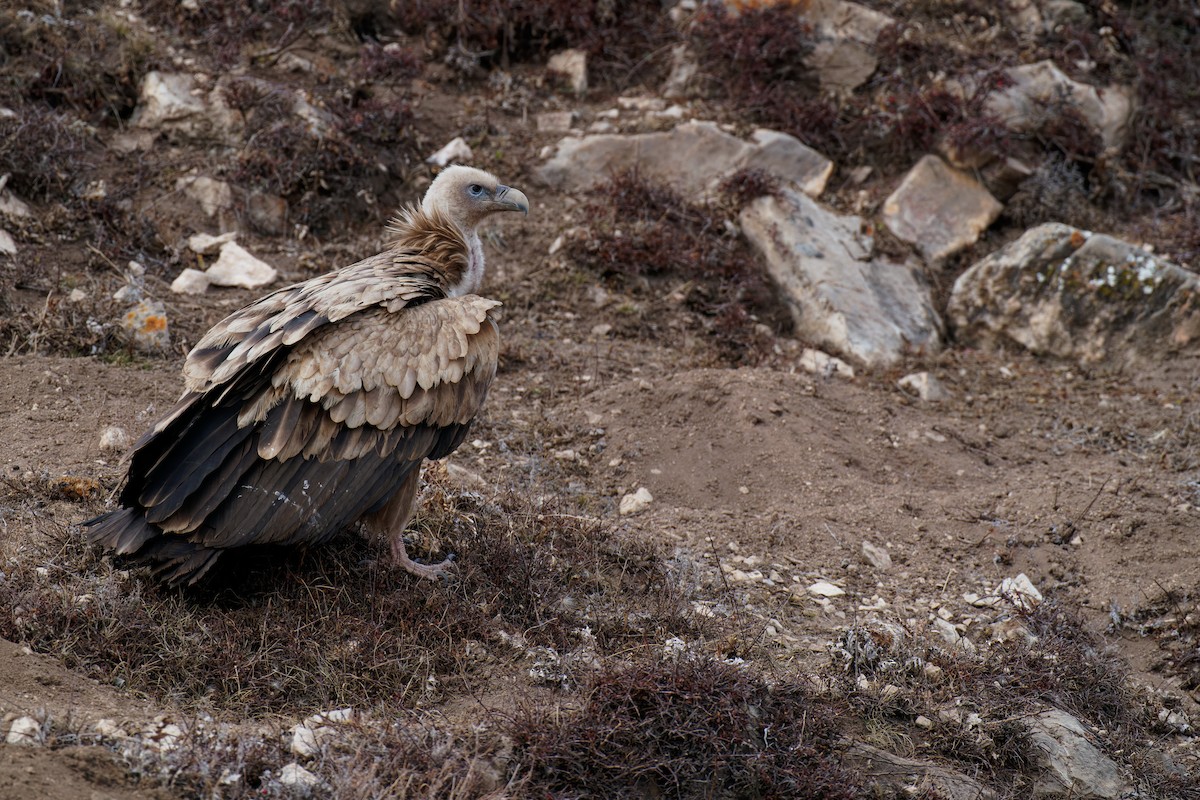 Himalayan Griffon - ML287666061