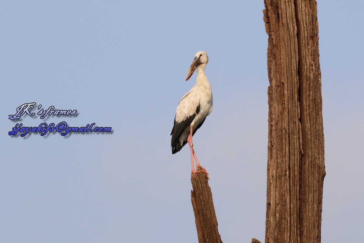 Asian Openbill - ML28766841