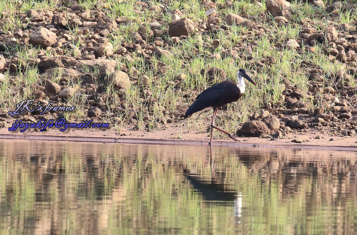 Asian Woolly-necked Stork - ML28766861
