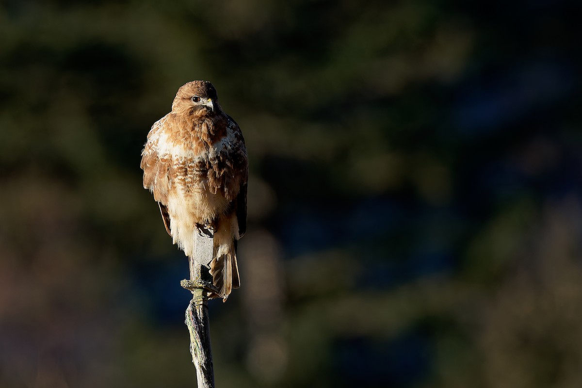 Himalayan Buzzard - ML287668711