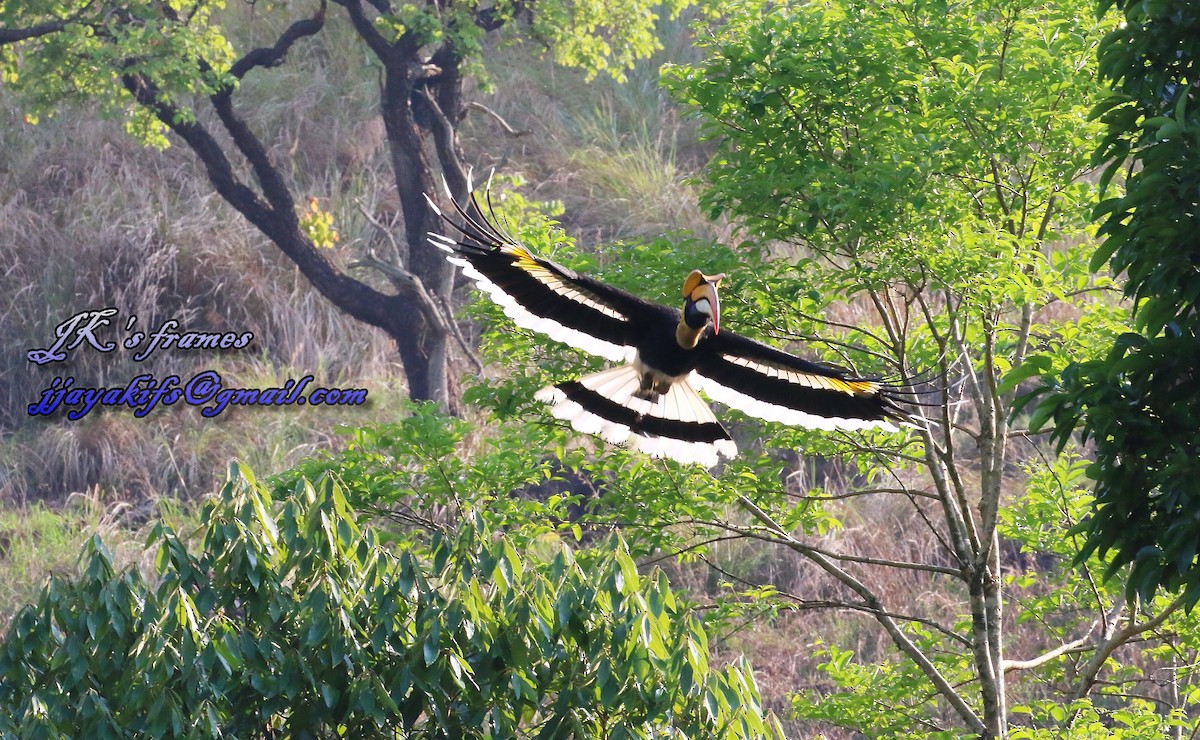 Great Hornbill - ML28766991