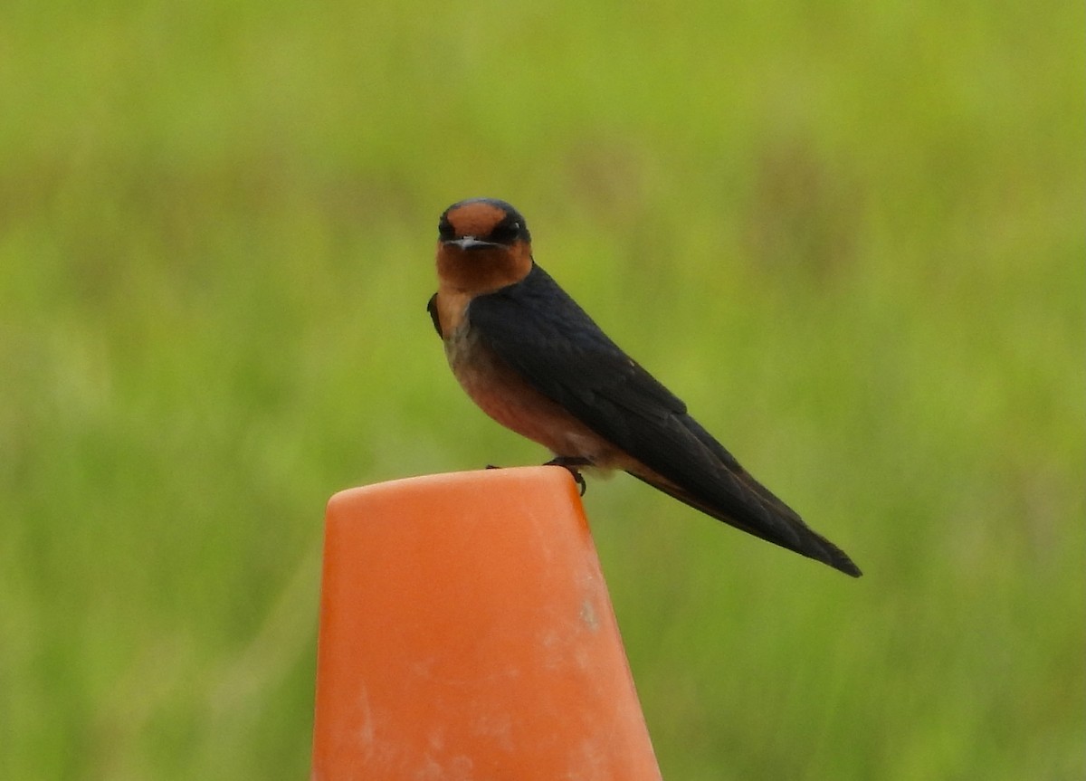 Pacific Swallow - ML287672651