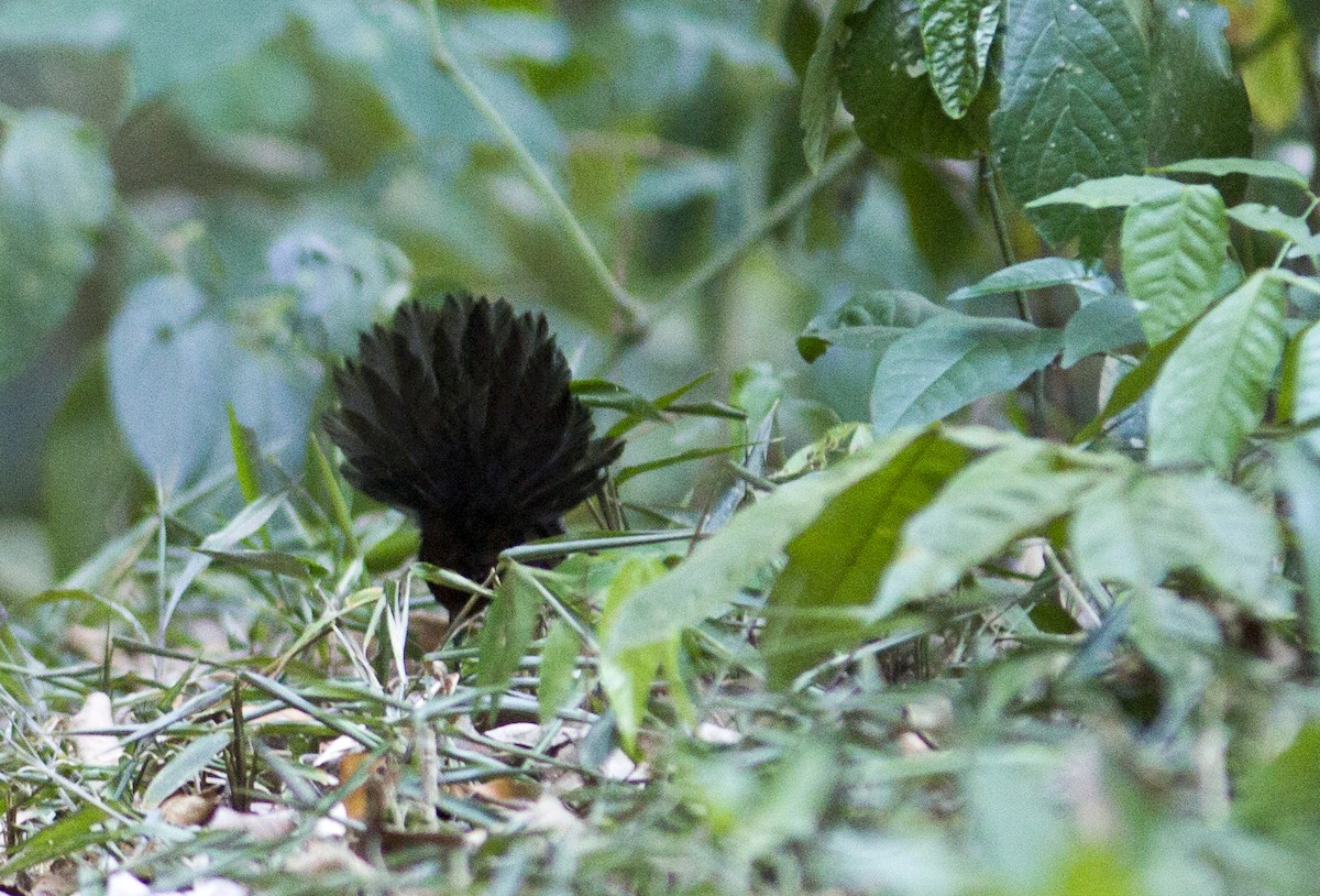 Stirnhaubentapaculo - ML287672821