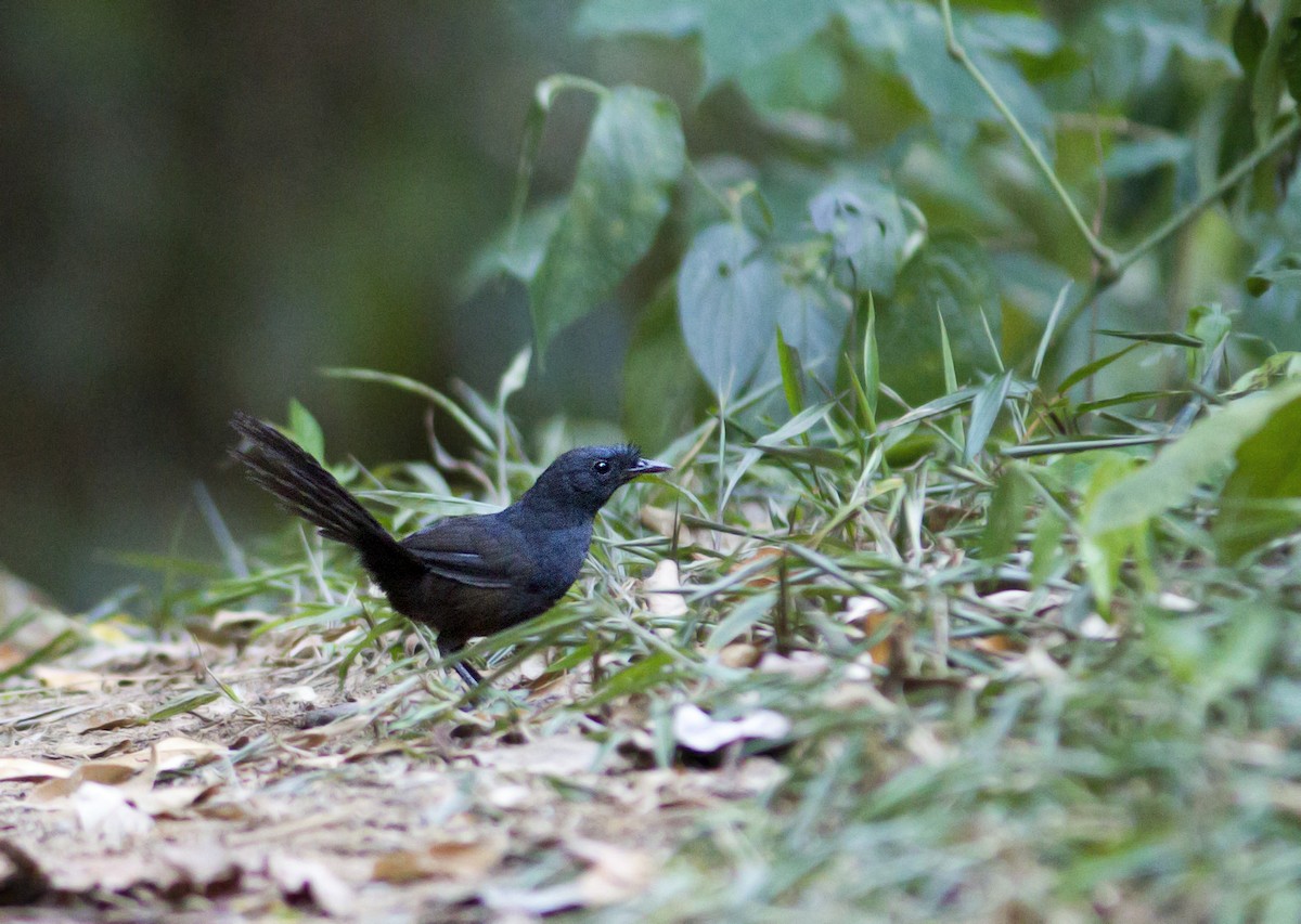 Stresemann's Bristlefront - ML287672841