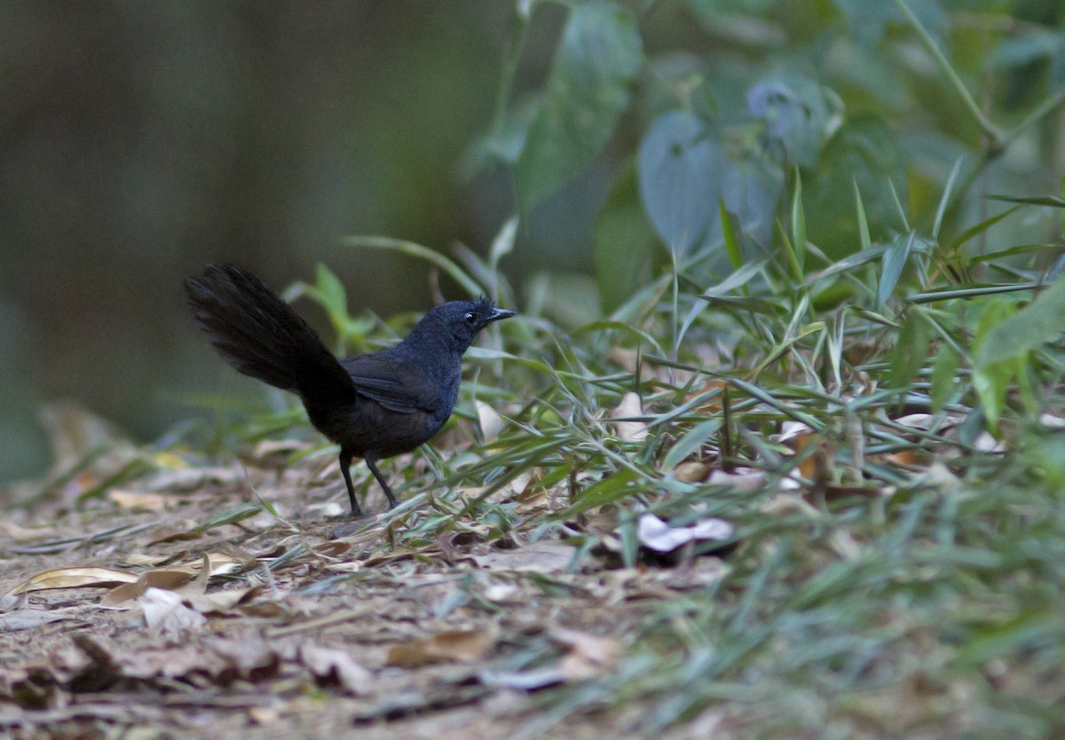 Stirnhaubentapaculo - ML287672861