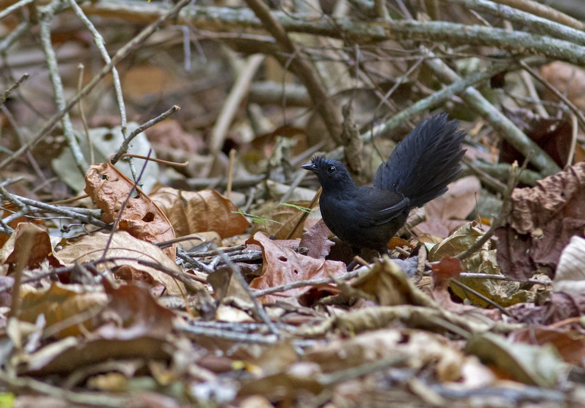 Stresemann's Bristlefront - Caio Brito