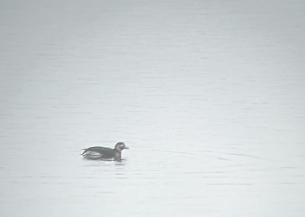 Long-tailed Duck - ML287673171