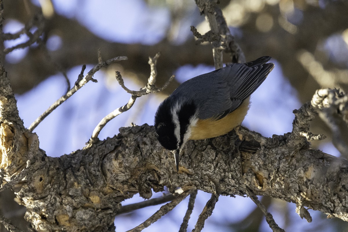 Red-breasted Nuthatch - ML287673961