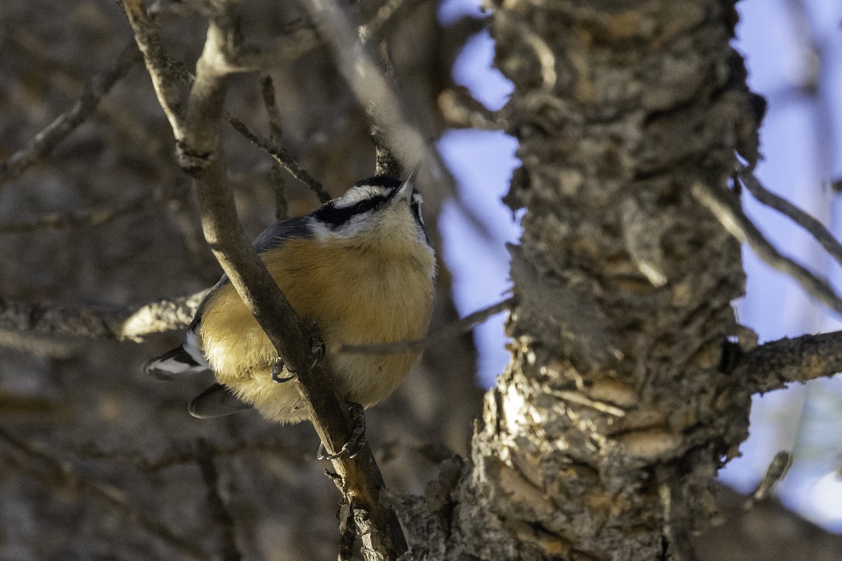 Red-breasted Nuthatch - ML287674041