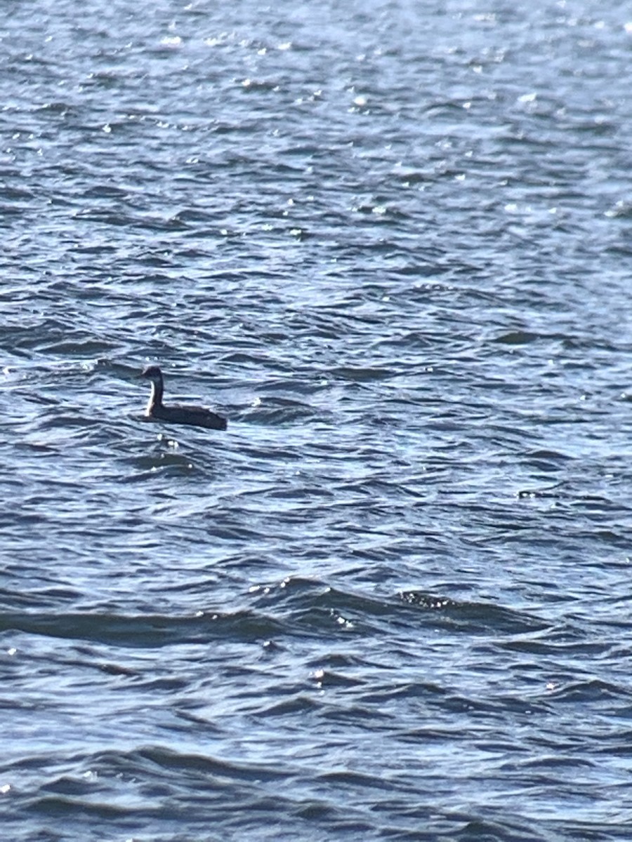 Red-necked Grebe - ML287674101