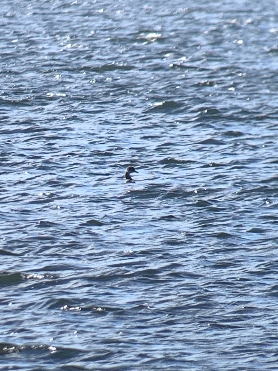 Red-necked Grebe - ML287674121