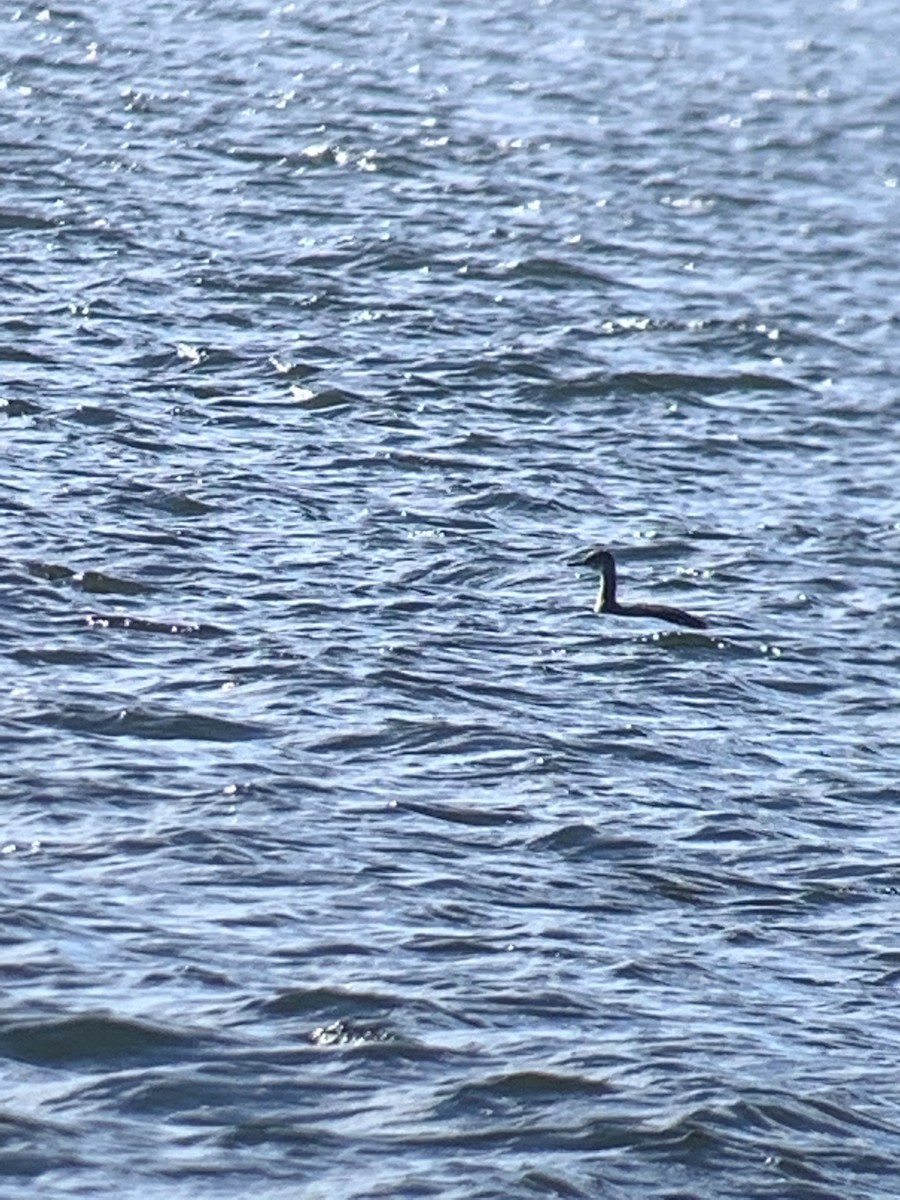Red-necked Grebe - ML287674131
