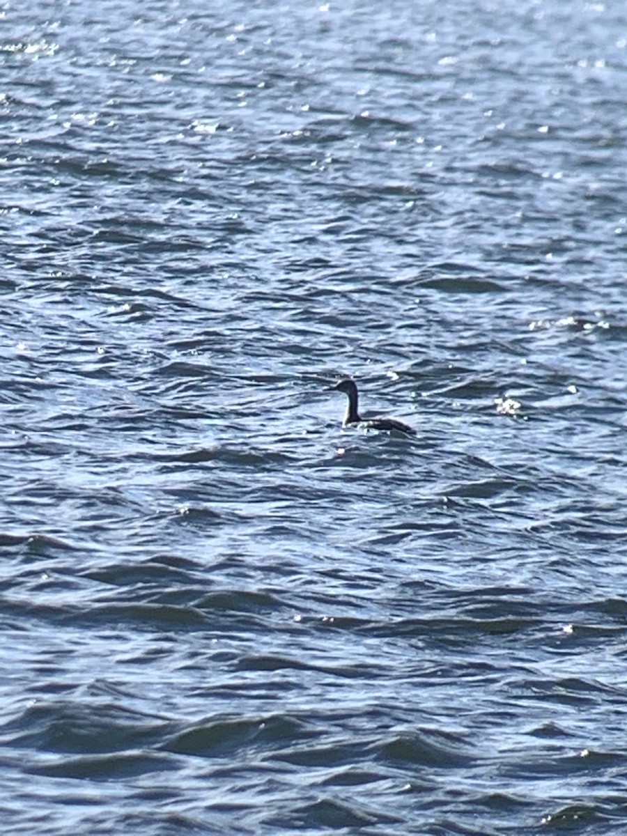 Red-necked Grebe - ML287674151