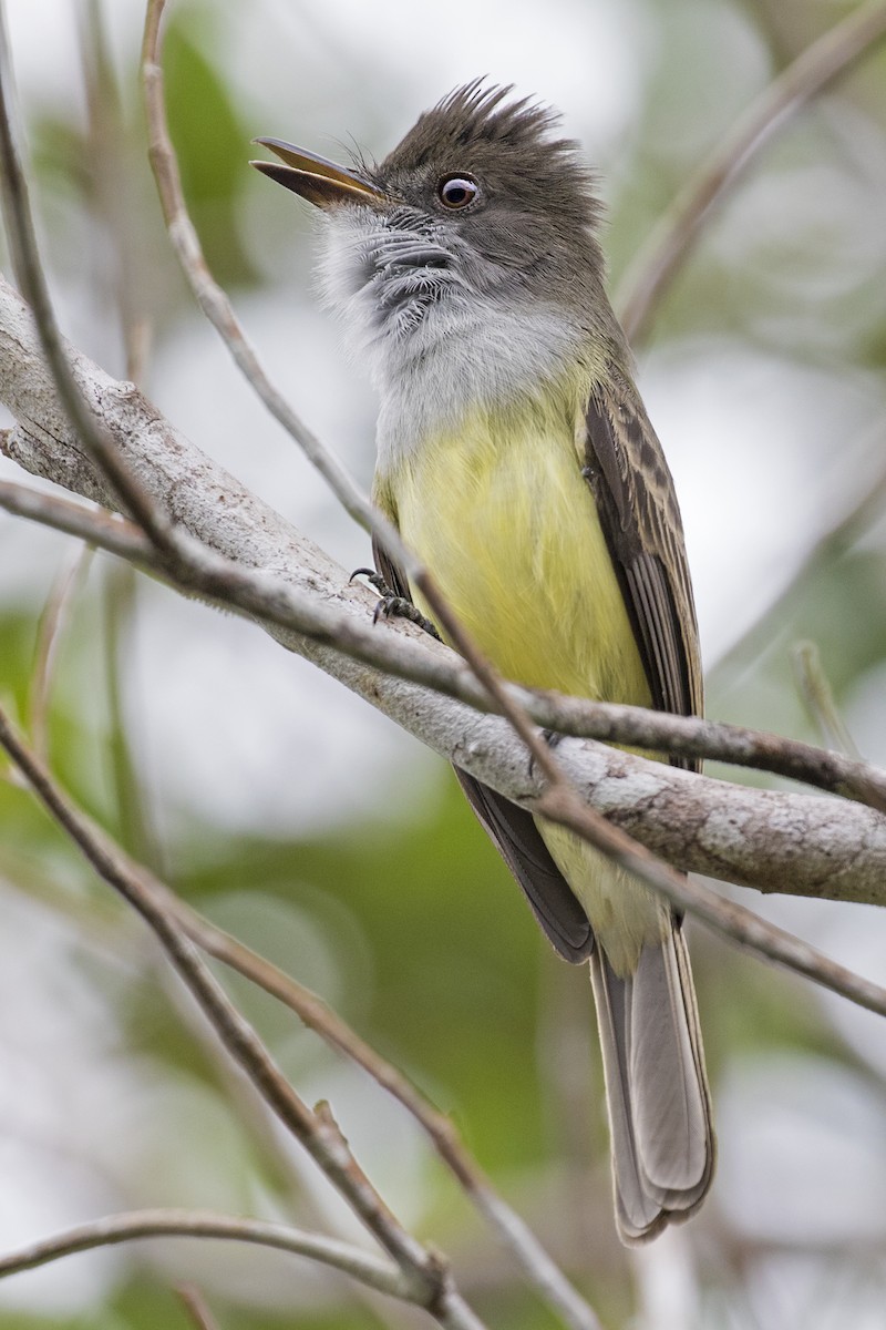 Dusky-capped Flycatcher - ML287675291