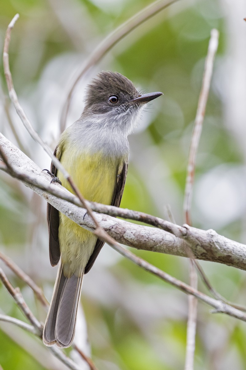 Dusky-capped Flycatcher - ML287675301