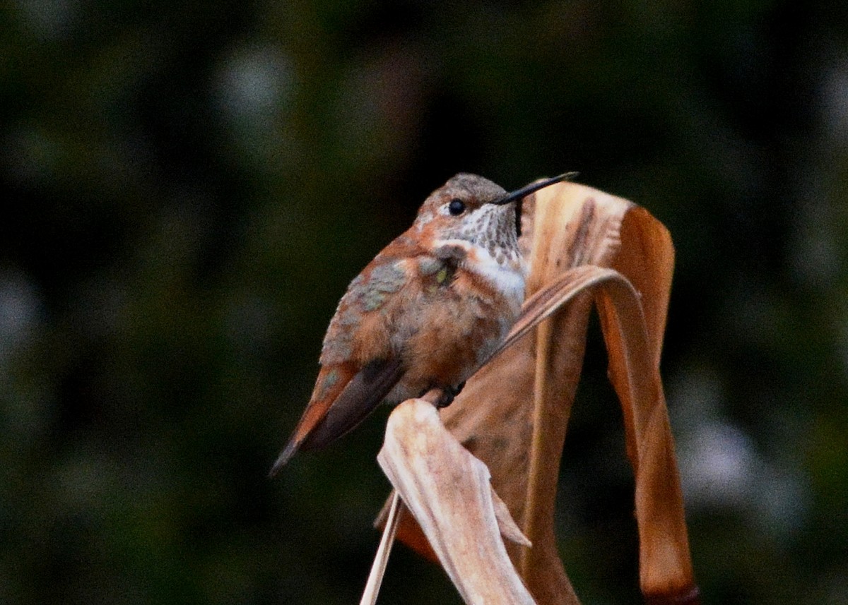 Rufous Hummingbird - Rhonda Townsend