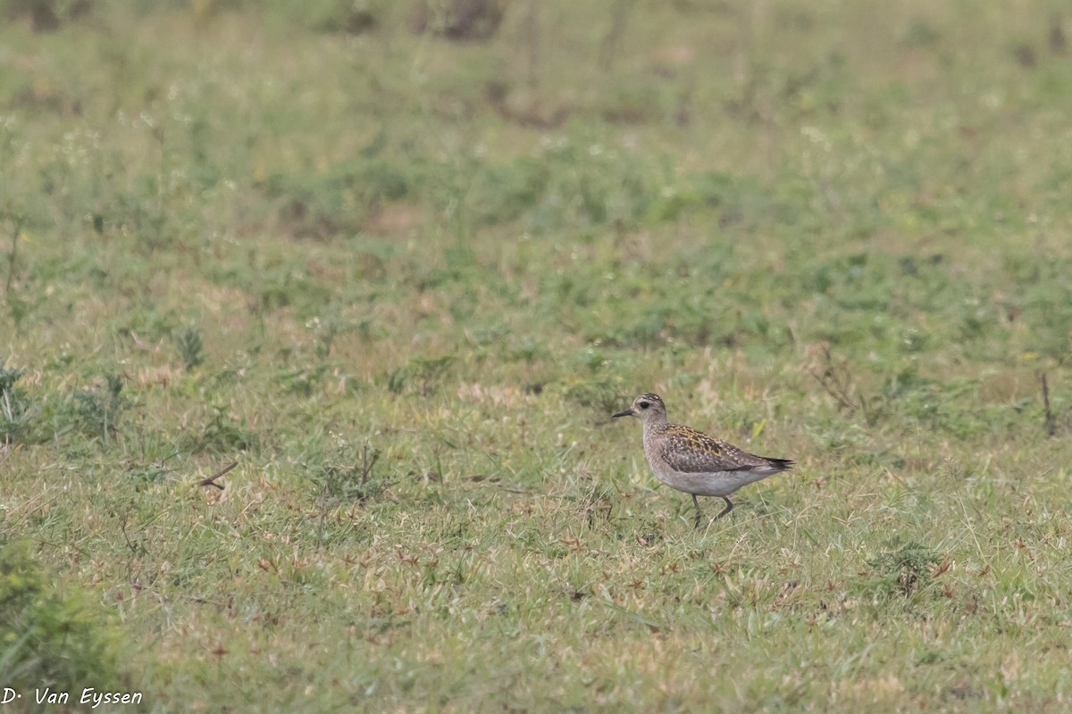 Pacific Golden-Plover - ML287677861