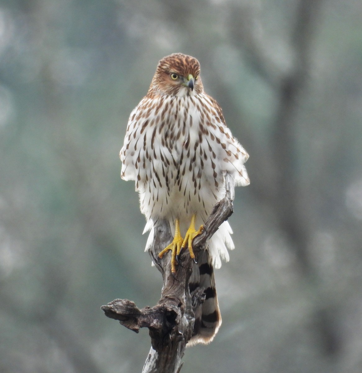 Cooper's Hawk - Mark Pearson