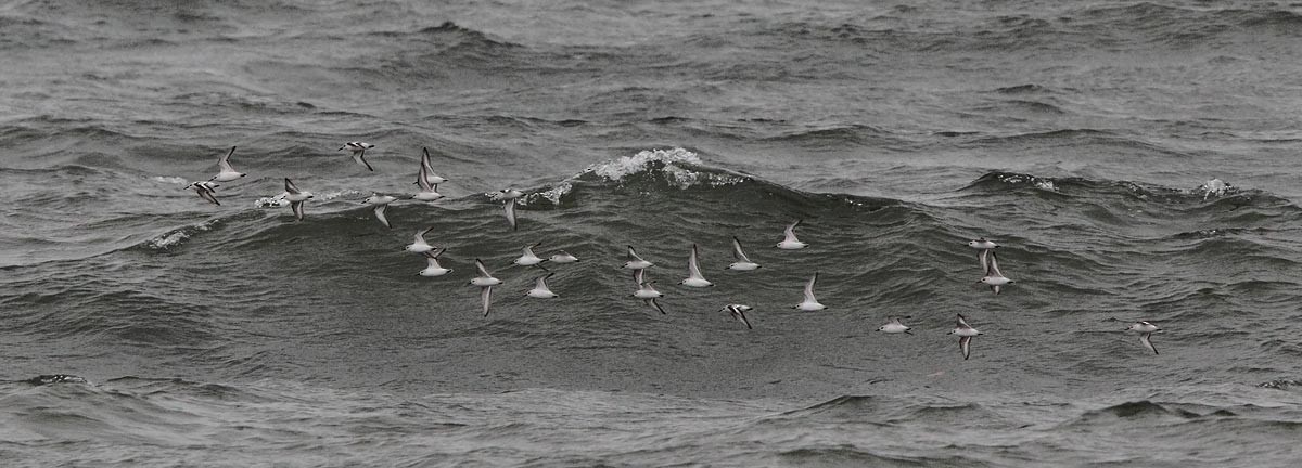 Sanderling - Brandon Holden