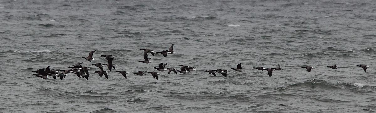 Brant - Brandon Holden