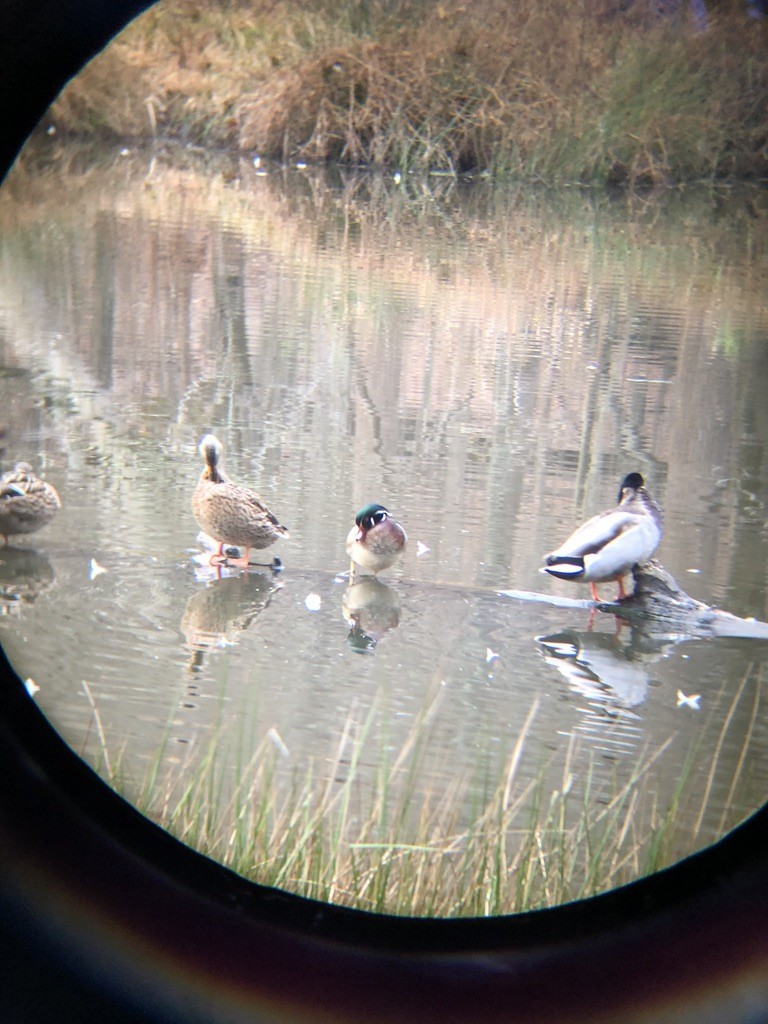 Wood Duck - ML287679771