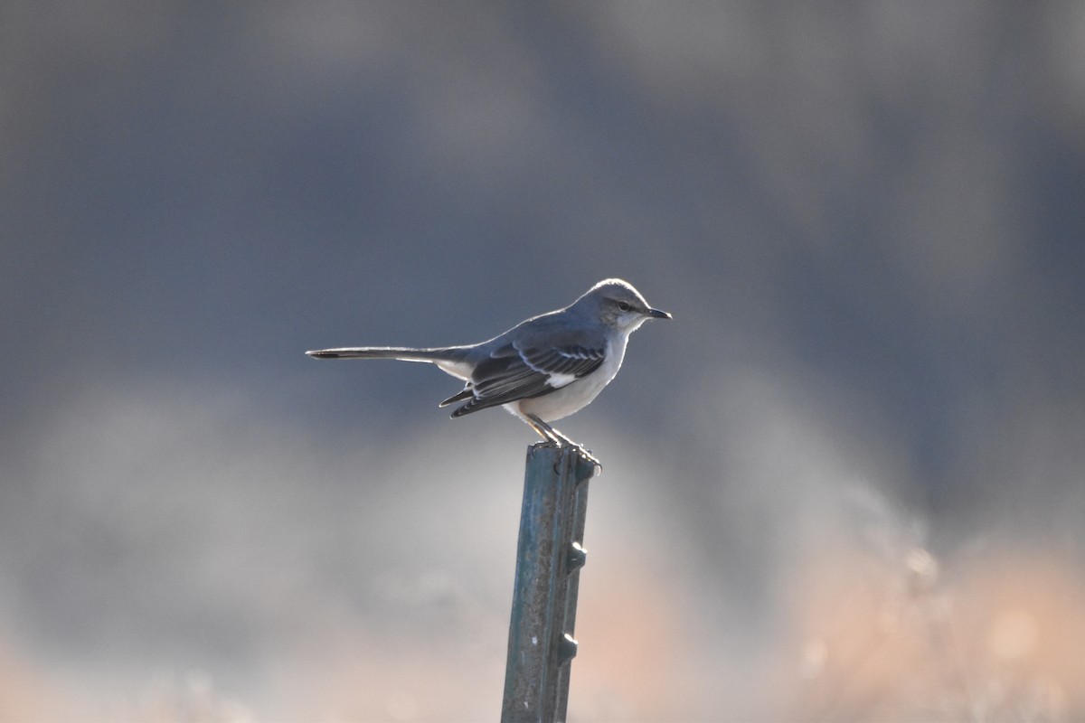 Northern Mockingbird - Peter Olsoy