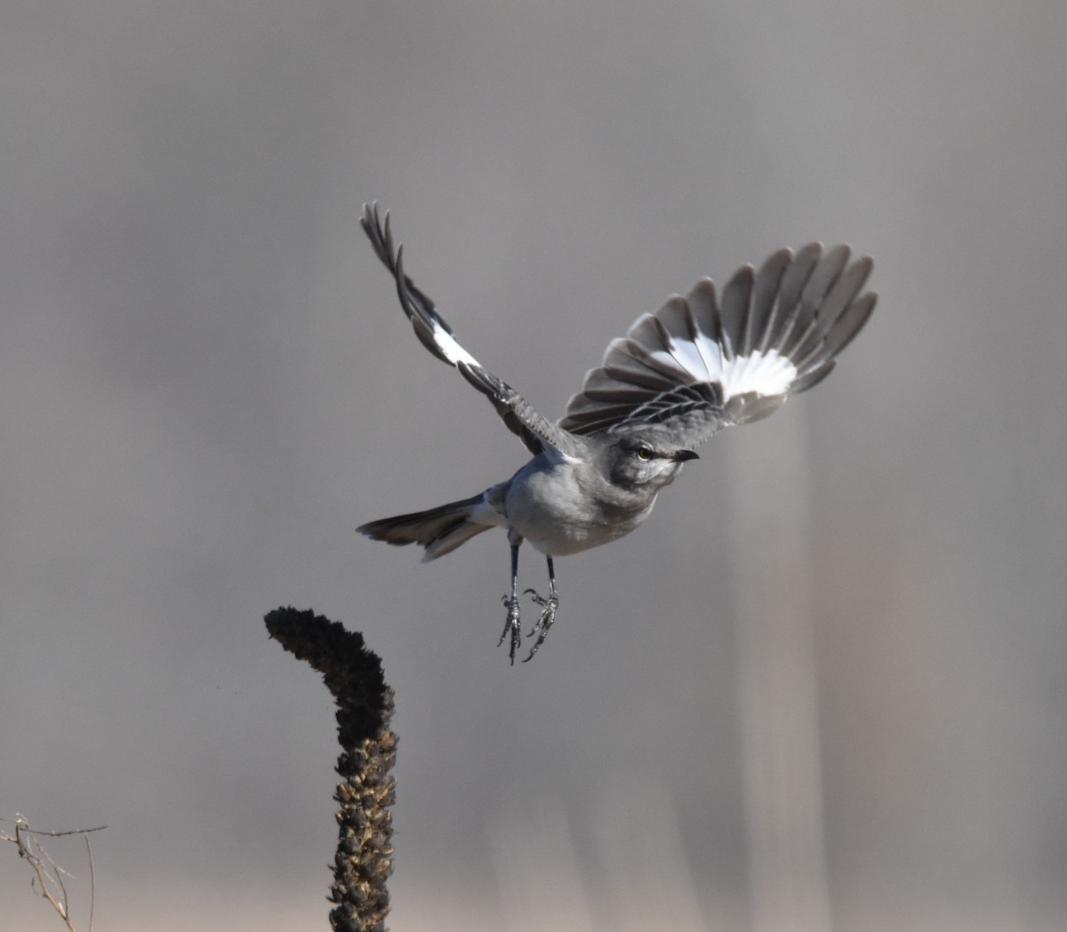 Northern Mockingbird - Peter Olsoy