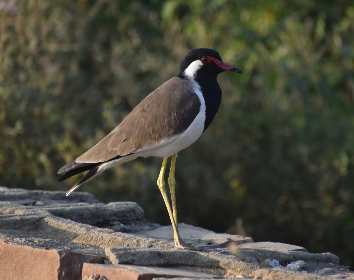 Red-wattled Lapwing - ML287680881