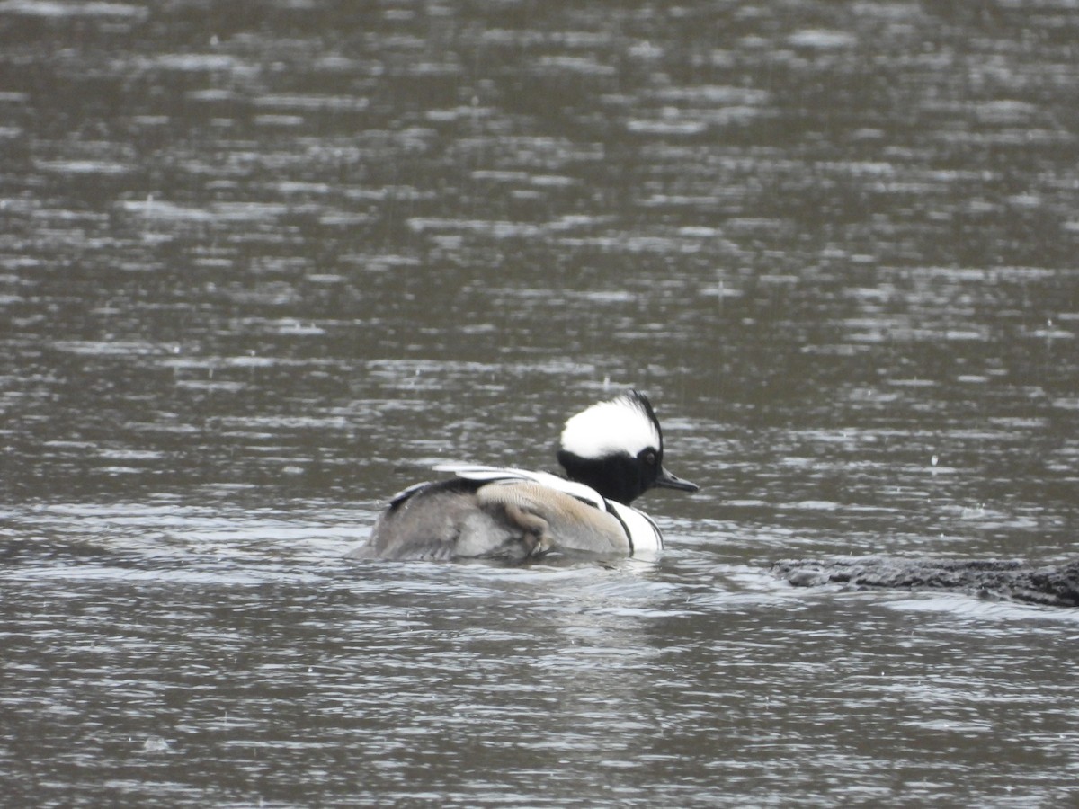 merganser sp. - ML287680981