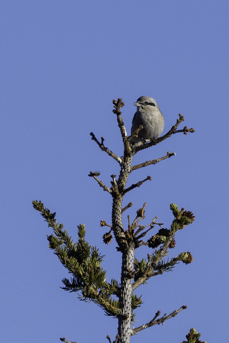 Alcaudón Boreal - ML287681081