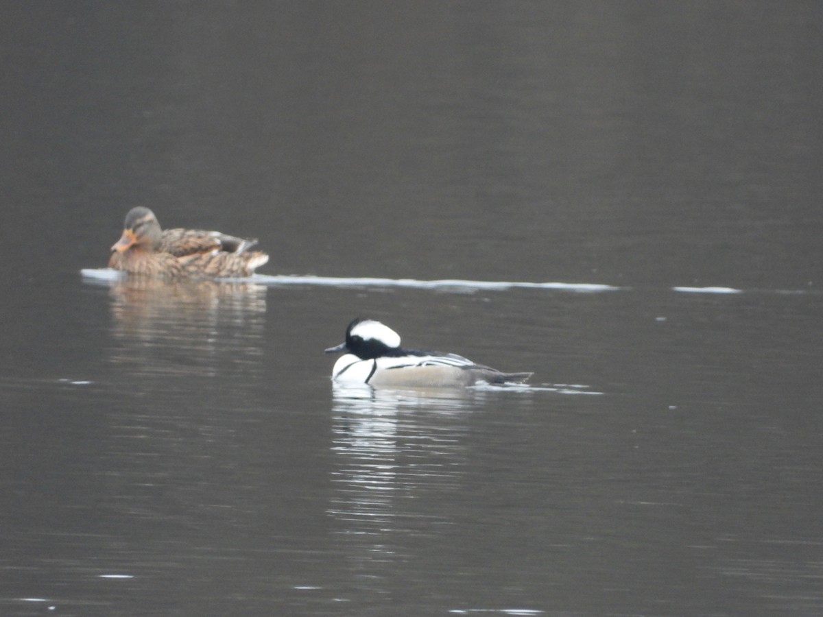 merganser sp. - ML287681361