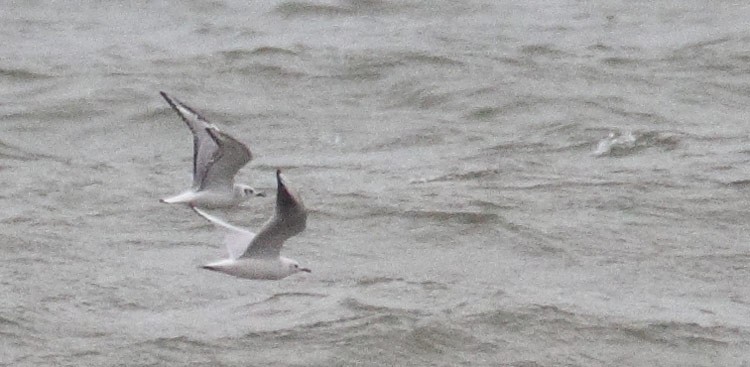Black-headed Gull - Brandon Holden