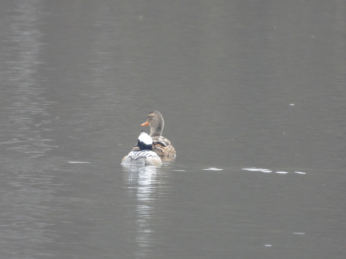 merganser sp. - ML287681721