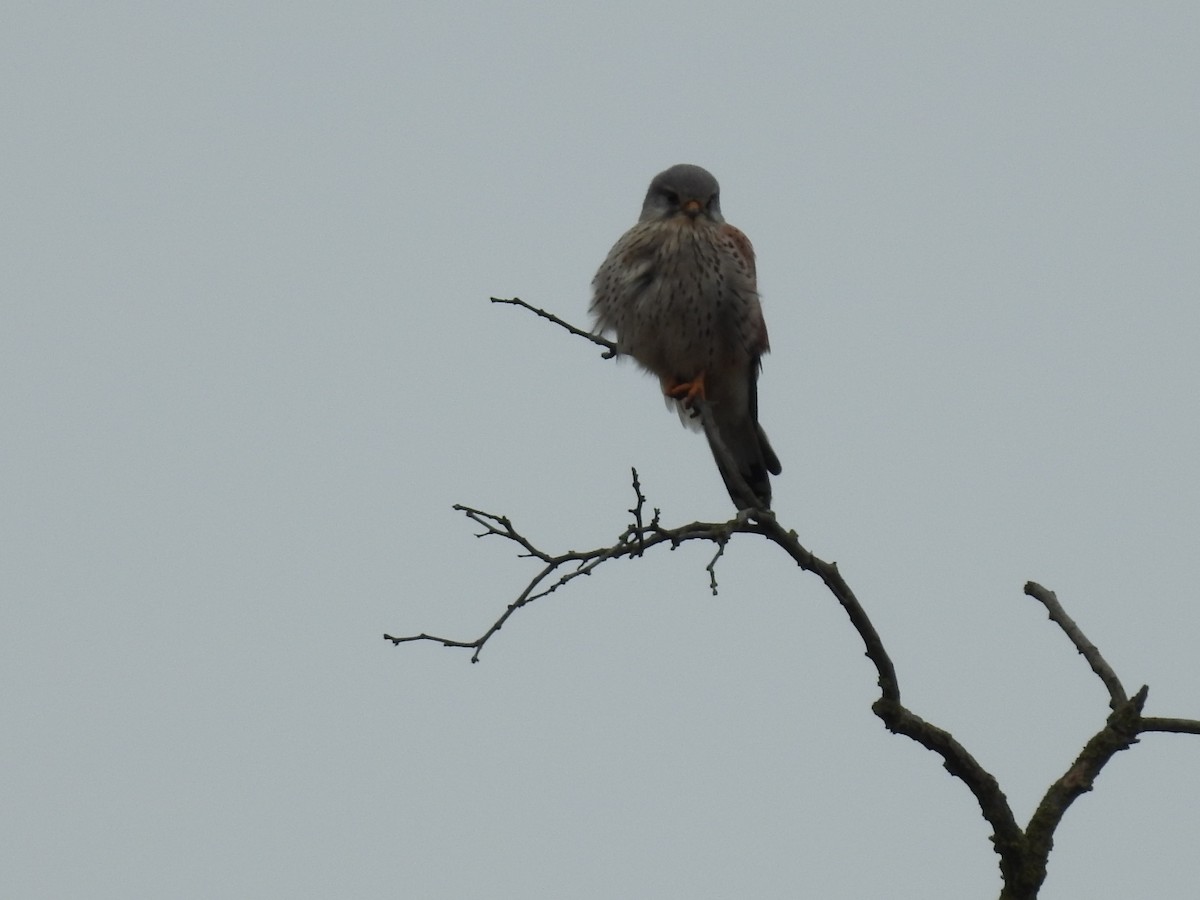 Eurasian Kestrel - Miguel Mitchél