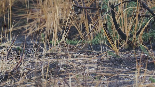 Rustic Bunting - ML287682811