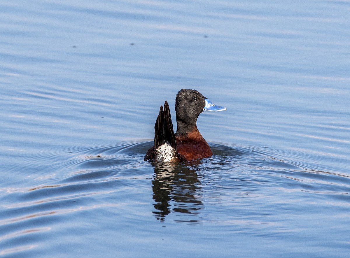 Andean Duck - ML287682991