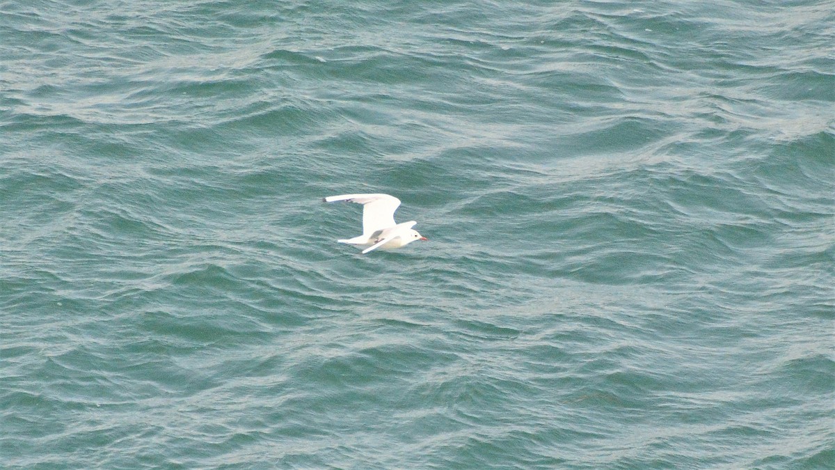 Black-headed Gull - ML287683451