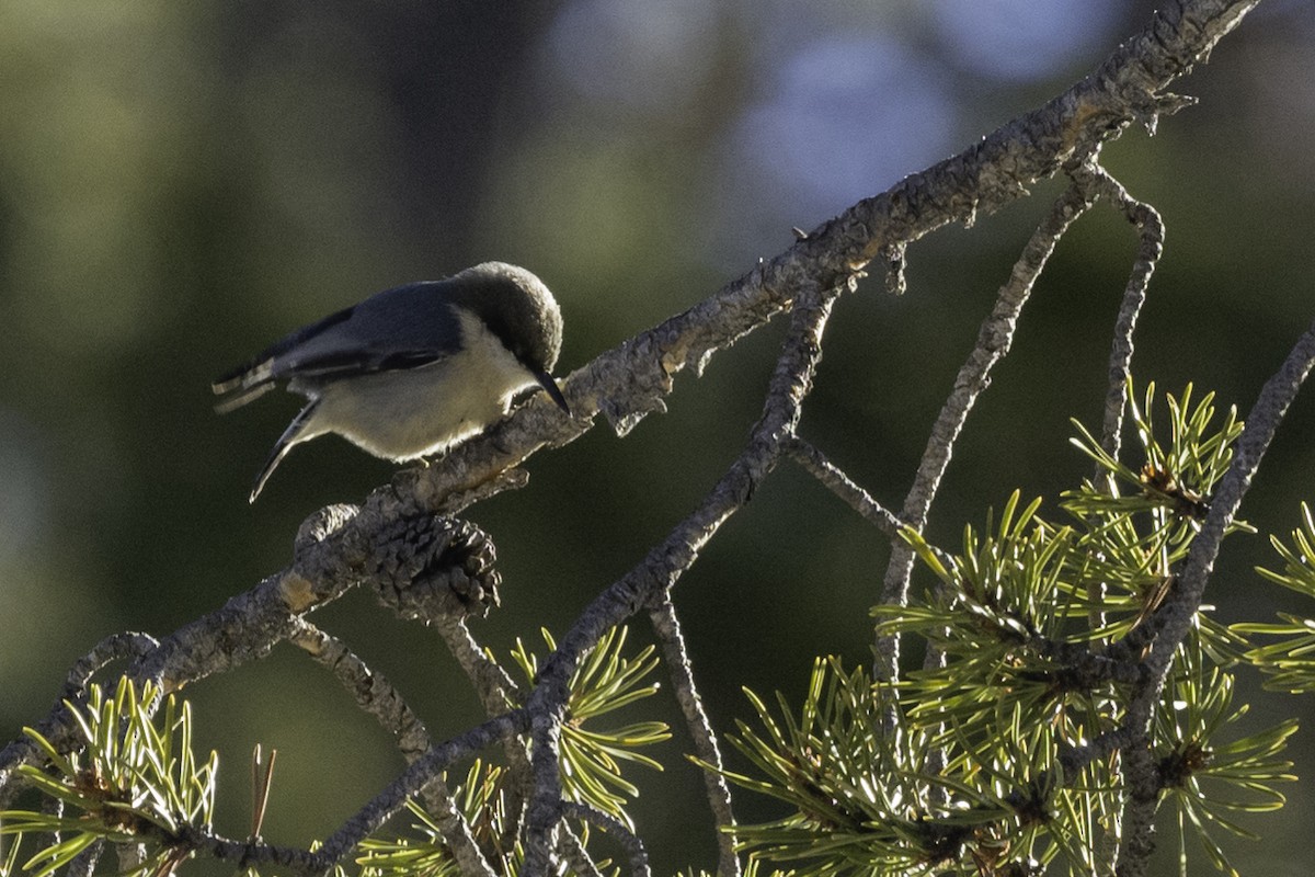 Pygmy Nuthatch - ML287684191