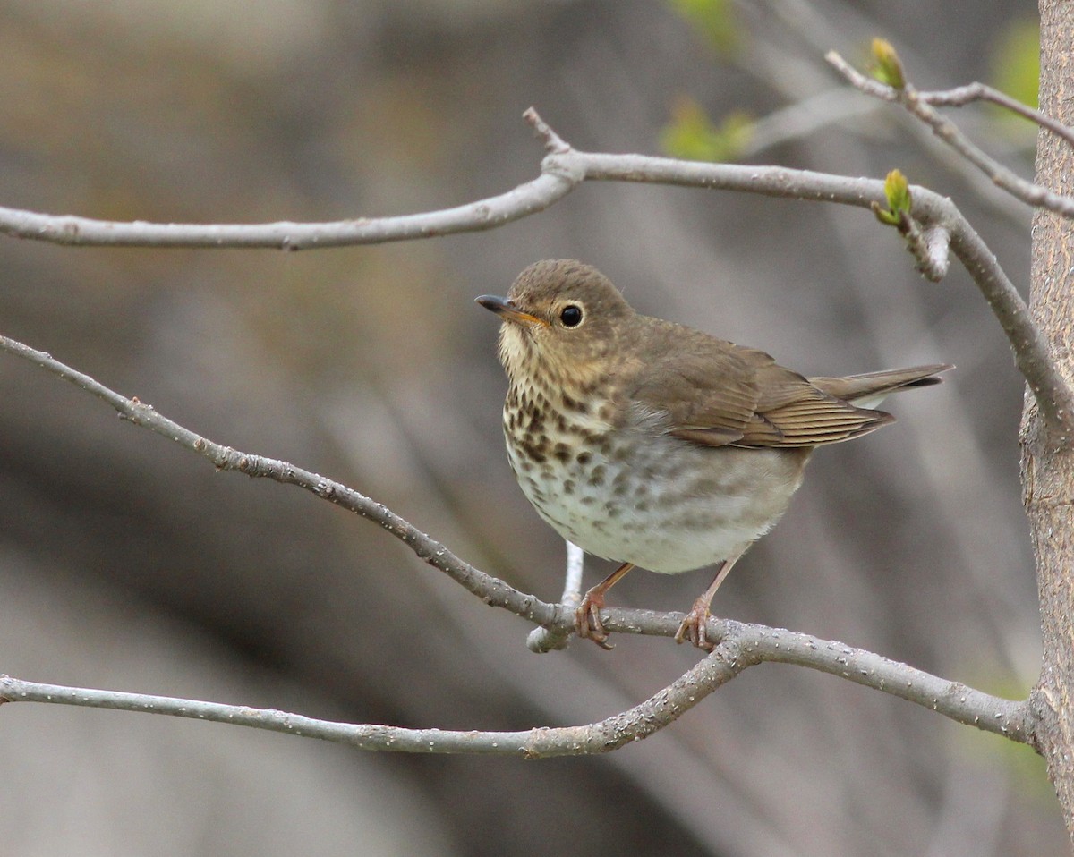 Swainson's Thrush - Shawn Billerman