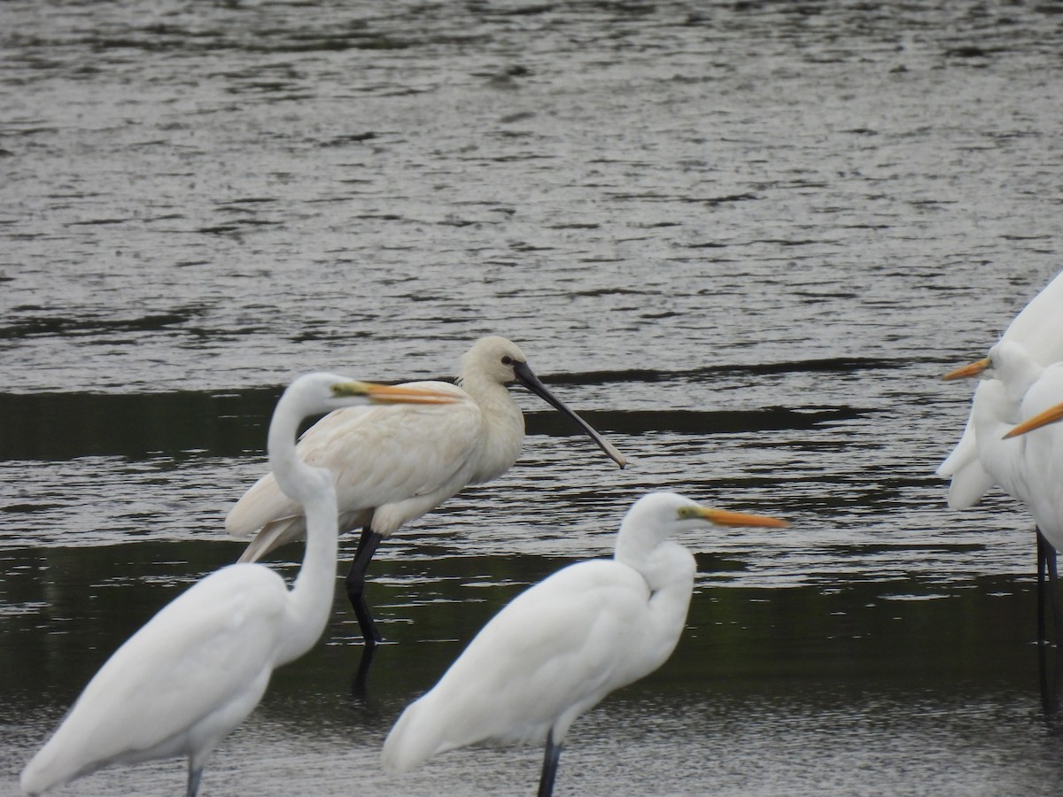 Eurasian Spoonbill - Anonymous