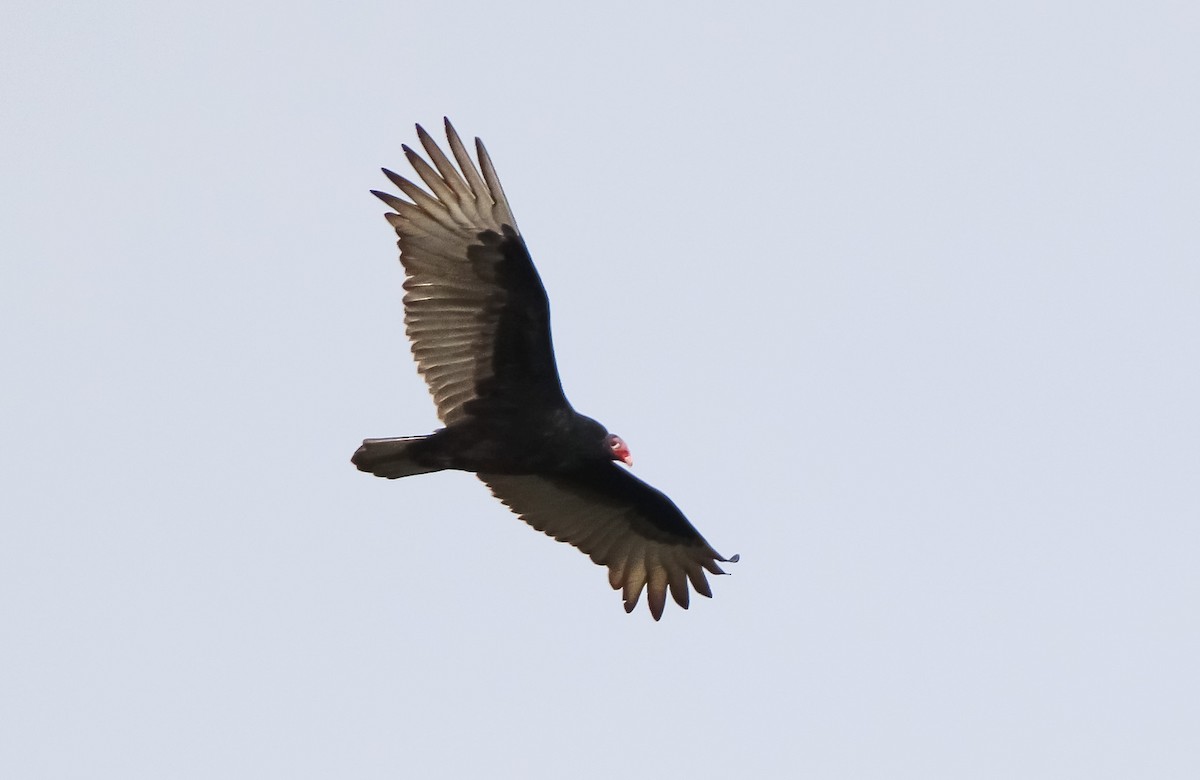 Turkey Vulture - ML287690621