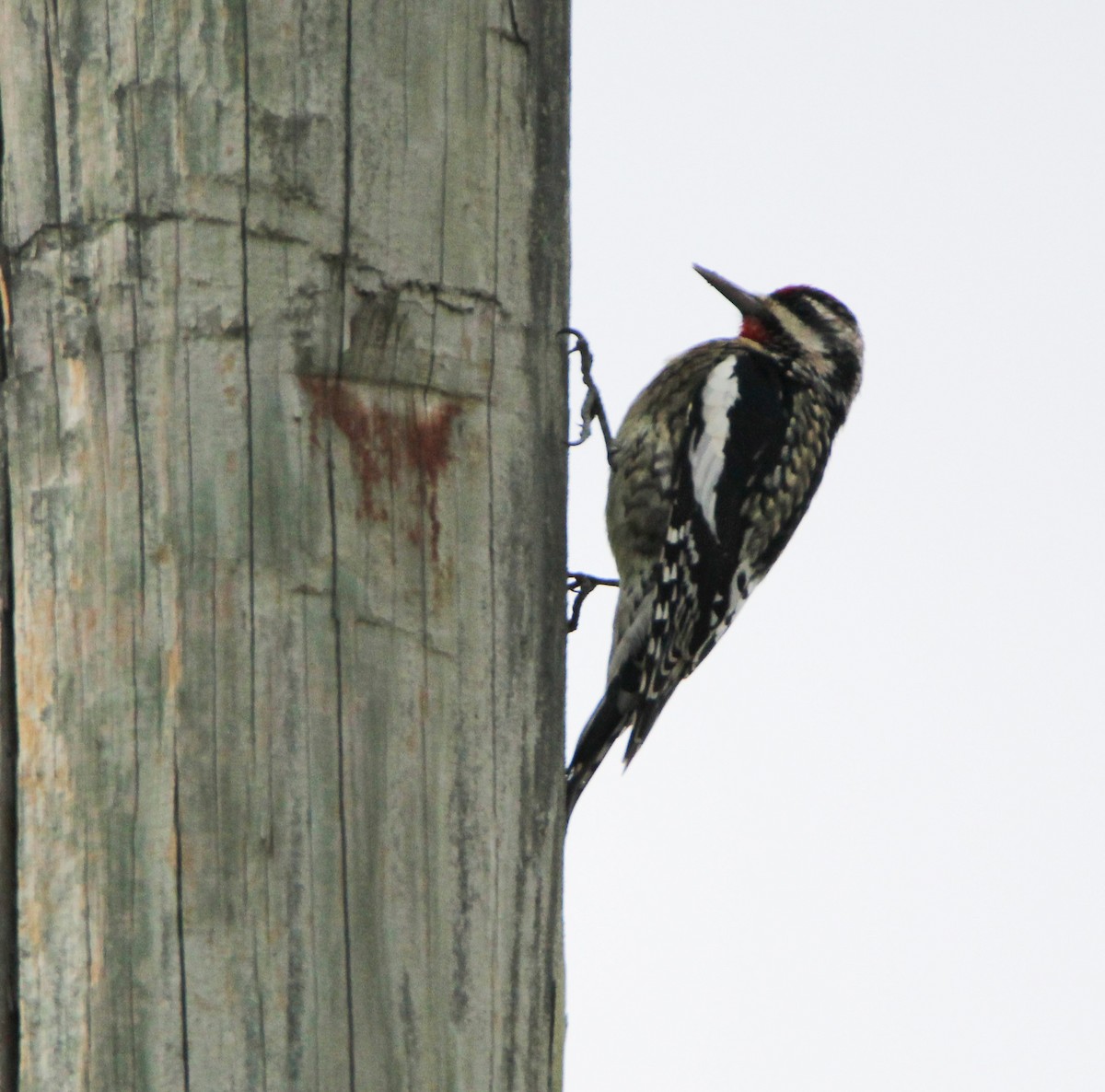 Yellow-bellied Sapsucker - ML287690671