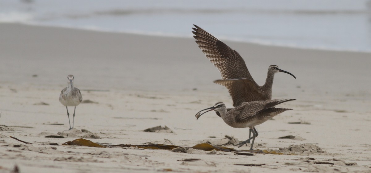 Whimbrel - Dan Maxwell