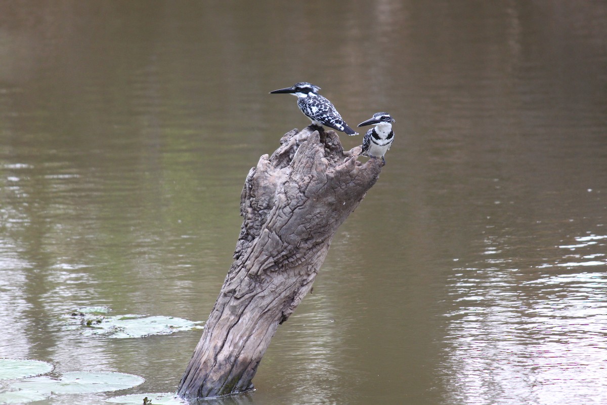 Pied Kingfisher - ML287692231