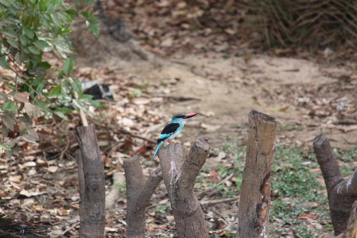 Blue-breasted Kingfisher - ML287692331