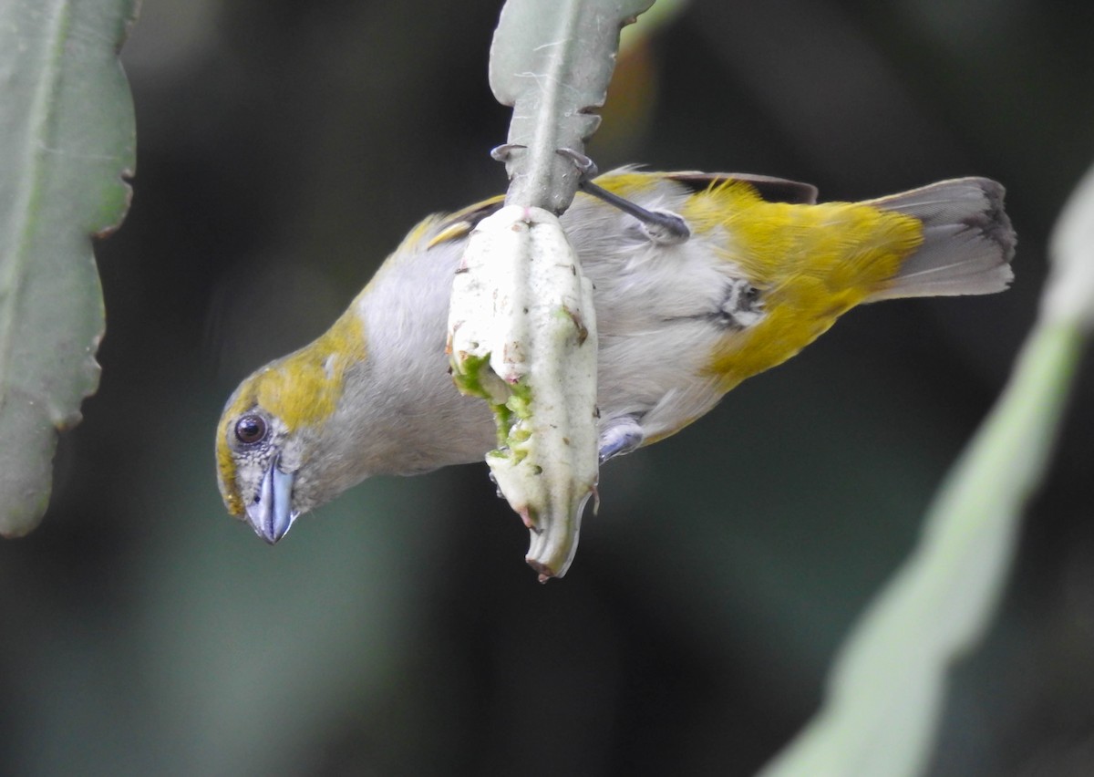 Golden-bellied Euphonia - ML287693111