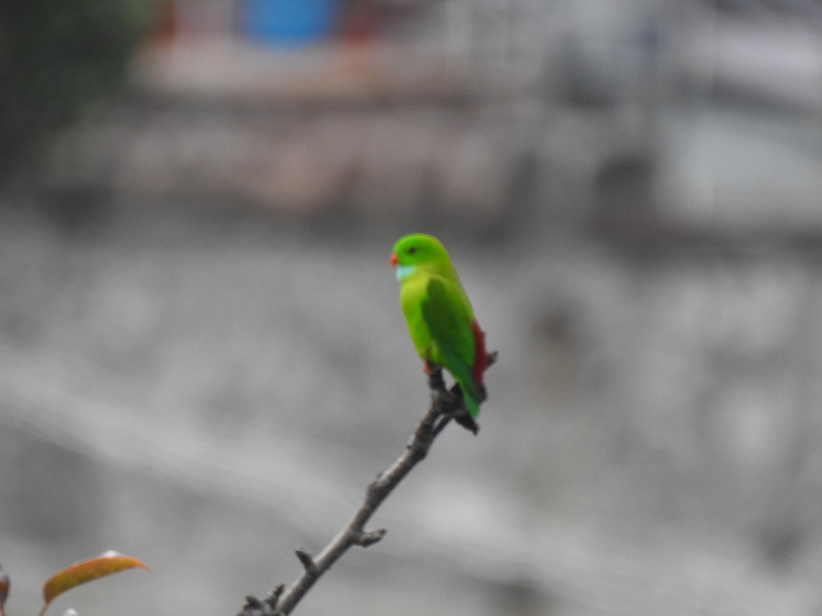 Vernal Hanging-Parrot - ROHITH SRINIVASAN