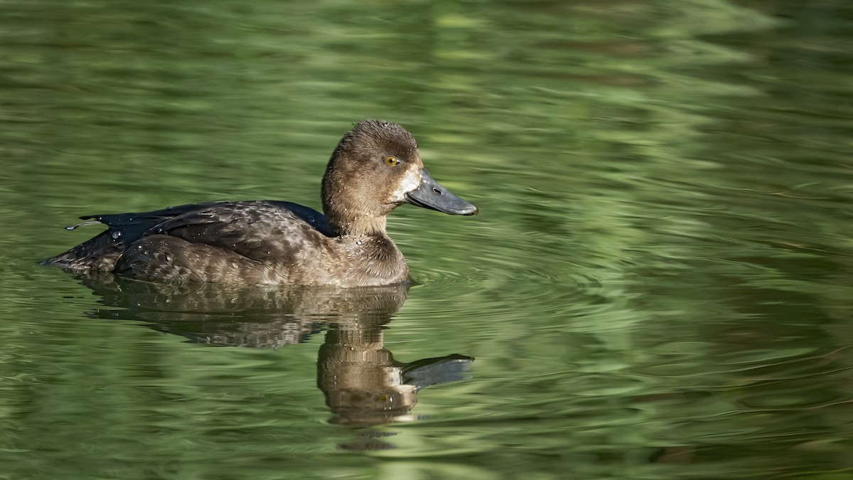 Lesser Scaup - ML287694671